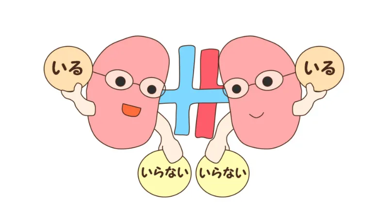 腎臓のはたらき