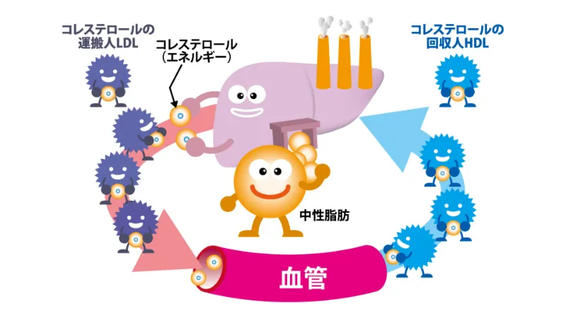 LDLコレステロールと他コレステロールとの違い